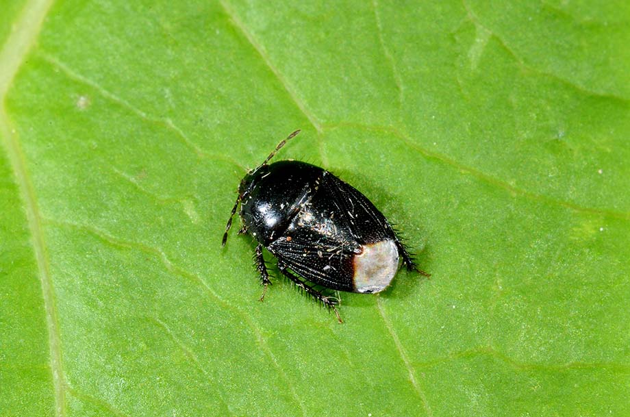 Cydnidae: Geotomus punctulatus